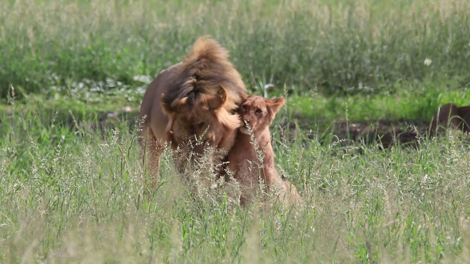 Paternal love